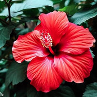 Marron Hibiskus Blumensamen zur Aussaat lang Blüte Saison Traditionssorte & ohne Gentechnik Samen Hausgarten