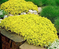 Grün Cascade Blumensamen zur Aussaat ideal Rabatten Traditionssorte & ohne Gentechnik Samen Hausgarten
