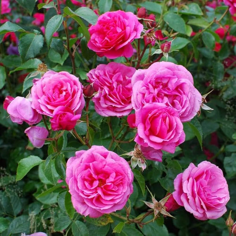 tief Rosa kletternd Rose Blumensamen zur Aussaat Landhaus Garten wichtig Traditionssorte & ohne Gentechnik Samen Hausgarten