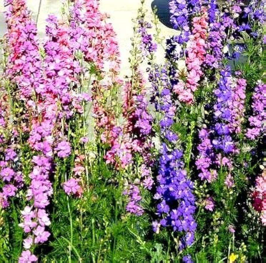 Rocket Larkspur Blumensamen zur Aussaat – lang Blüte Saison – Traditionssorte & ohne Gentechnik Samen Hausgarten