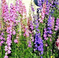 Rocket Larkspur Blumensamen zur Aussaat – lang Blüte Saison – Traditionssorte & ohne Gentechnik Samen Hausgarten