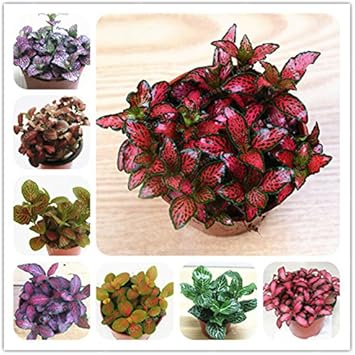 Mixed fittonia verschaffeltii blume samen for anpflanzung - cut blume favorite, heirloom & gmo free samen for home garten
 
 sale samen for home garten