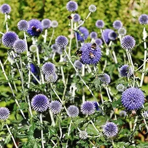 Blau globe thistle (echinops ritro) blume samen for home gardens