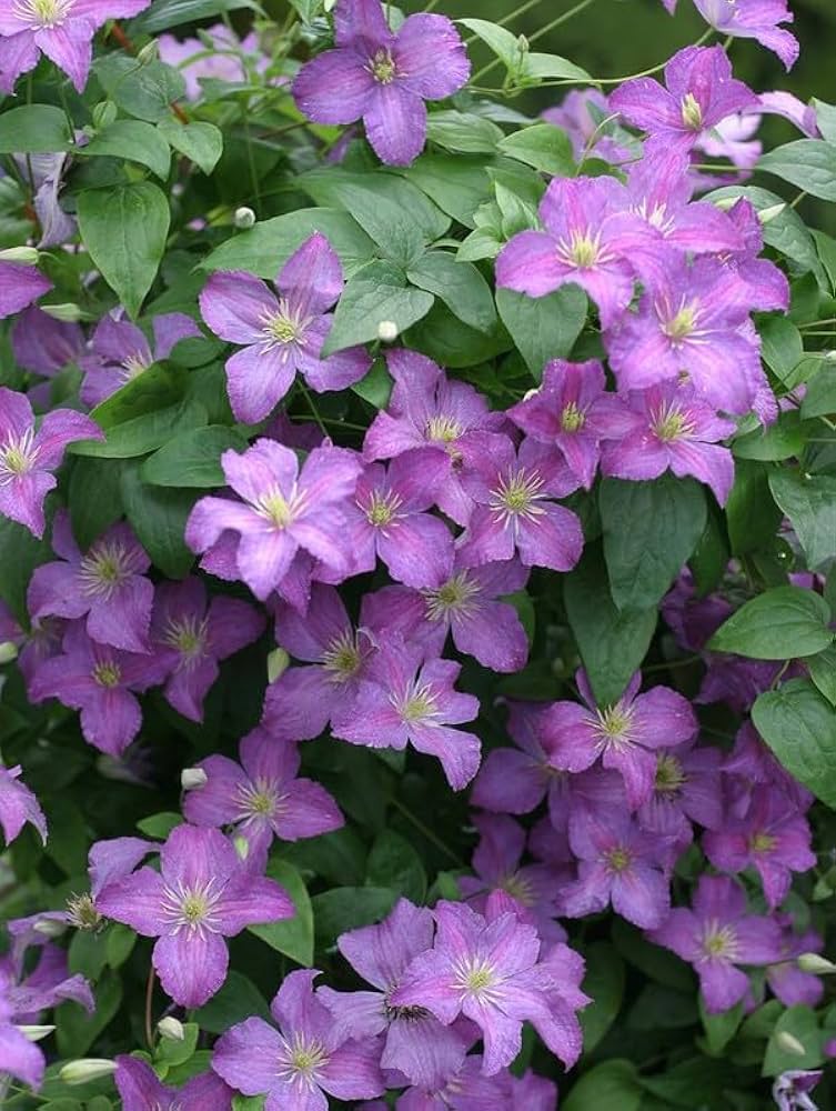 Lila Waldrebe Blumensamen zur Aussaat lang Blüte Saison Traditionssorte & ohne Gentechnik Samen Hausgarten