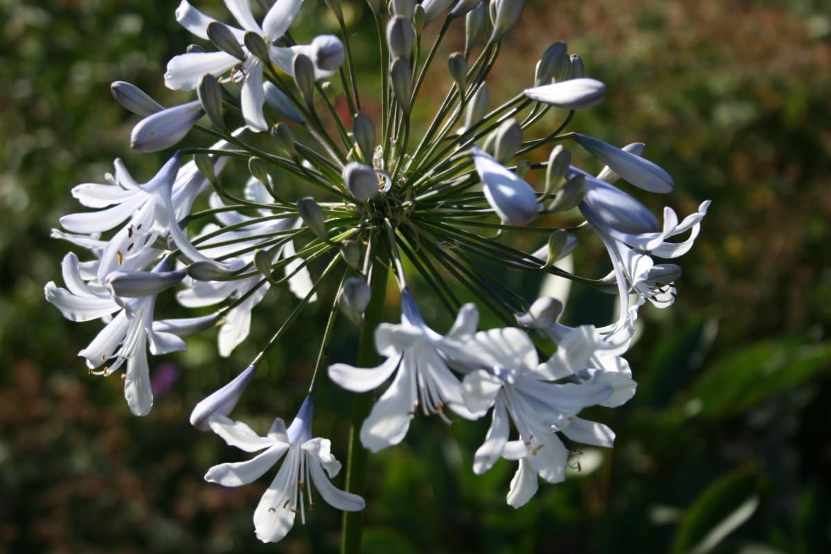 Agapanthus (agapanthus blume) samen for anpflanzung in home garten