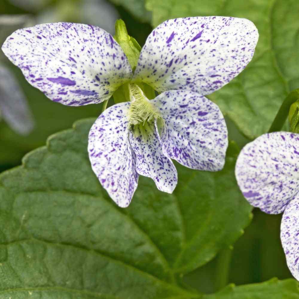 Viola viola tricolor for anpflanzung in blume bed
