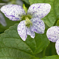 Viola viola tricolor for anpflanzung in blume bed