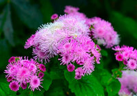 Floss Blumensamen Soft und Fluffy Blüten