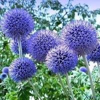 Blau echinops ritro blume samen for anpflanzung - premium quality, heirloom & gmo free samen for home garten
 
 sale for anpflanzung in home garten.
