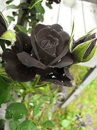 Schwarz Rose Samen dunkel – elegant Garten Blüten