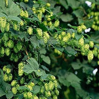 Grün humulus lupulus blume samen for anpflanzung - cut blume favorite, heirloom & gmo free samen for home garten
 
 sale samen for home garten