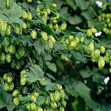 Grün humulus lupulus blume samen for anpflanzung - cut blume favorite, heirloom & gmo free samen for home garten
 
 sale samen for home garten