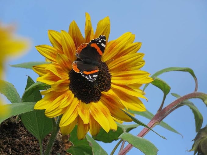 Sonnenblume Mischung Samen farbenfroh Sommer Blüten