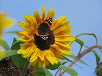 Sonnenblume Mischung Samen farbenfroh Sommer Blüten