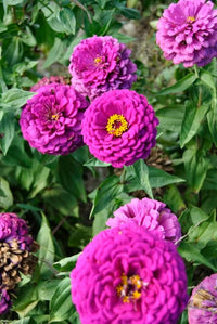 Amethyst Blumensamen – Lila Blumen Garten Decor (4G / 2100 Pcs)