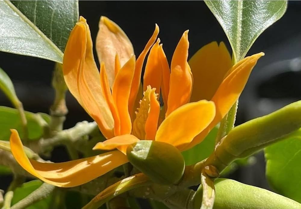 Gelb Magnolia Blumensamen – leuchtend – ausdrucksstark Gelb Magnolias Ornamental Garten Schönheit
