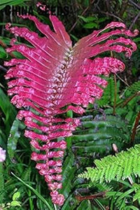 dunkel Rosa Fern Blumensamen zur Aussaat – kompakt Wuchs – Traditionssorte & ohne Gentechnik Samen Hausgarten