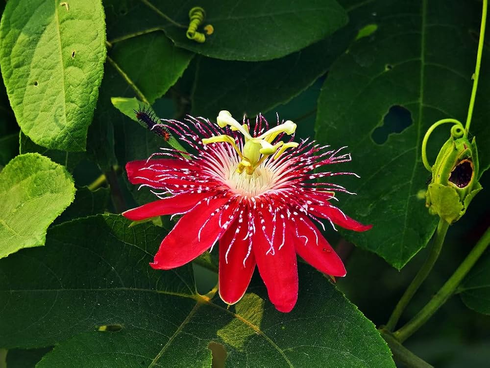 Passione Blumensamen zur Aussaat Halbschatten verträglich Traditionssorte & ohne Gentechnik Samen Hausgarten
