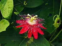 Passione Blumensamen zur Aussaat Halbschatten verträglich Traditionssorte & ohne Gentechnik Samen Hausgarten