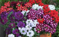 Trailing Eisenkraut Blumensamen (Schleppende Eisenkrautblumensamen)