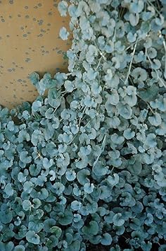 Dichondra blume samen for anpflanzung bright blooms heirloom & gmo free samen for home garten 
 
 sale samen for home garten anpflanzung