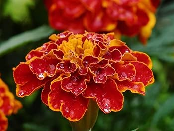 Gemischt Sinensis Patula Blumensamen zur Aussaat