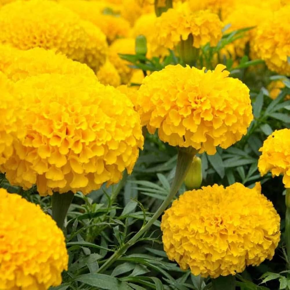 Studentenblume Tagetes erecta Samen zur Aussaat Blume Beet und Hausgarten