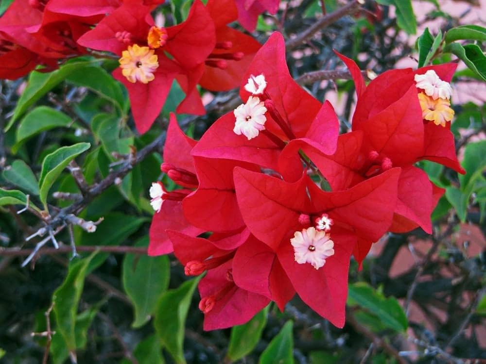 Kastanienrot Drillingsblume Blumensamen zur Aussaat – Halbschatten verträglich – Traditionssorte & ohne Gentechnik Samen Hausgarten