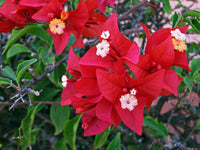 Kastanienrot Drillingsblume Blumensamen zur Aussaat – Halbschatten verträglich – Traditionssorte & ohne Gentechnik Samen Hausgarten