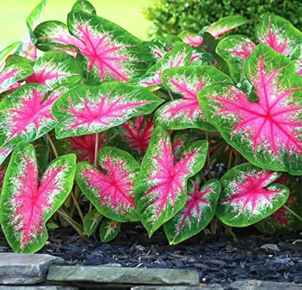 Caladium Leaf Blumensamen zur Aussaat – Landhaus Garten wichtig – Traditionssorte & ohne Gentechnik Samen Hausgarten
