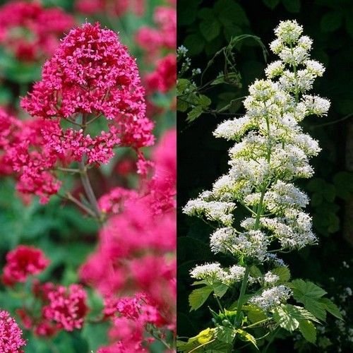Gemischt Jupiter's Blumensamen zur Aussaat – Drought verträglich – Traditionssorte & ohne Gentechnik Samen Hausgarten