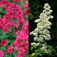 Gemischt Jupiter's Blumensamen zur Aussaat – Drought verträglich – Traditionssorte & ohne Gentechnik Samen Hausgarten