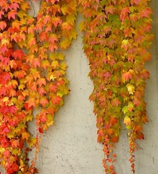 Gelb rot boston ivy blume samen for anpflanzung - shade tolerant, heirloom & gmo free samen for home garten
 
 sale for anpflanzung in home garten