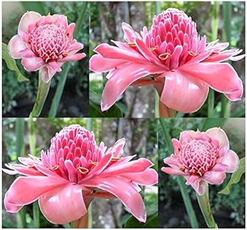 Rosa torch ginger blume samen for anpflanzung - colorful display, heirloom & gmo free samen for home garten
 
 sale for anpflanzung in home garten.
