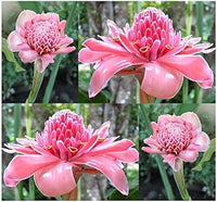 Rosa torch ginger blume samen for anpflanzung - colorful display, heirloom & gmo free samen for home garten
 
 sale for anpflanzung in home garten.