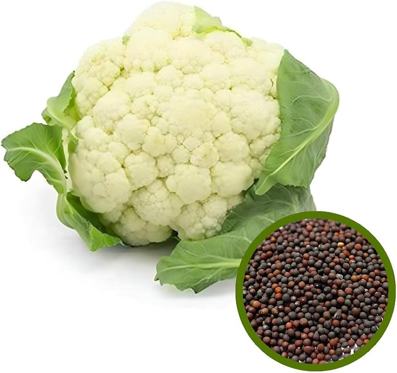 Cauliflower brassica oleracea samen for anpflanzung in vegetable patch