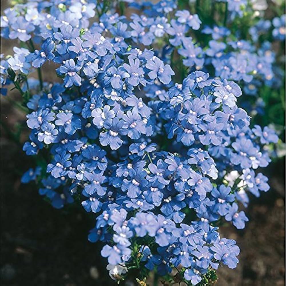 Blau Petromarula Pinnata Blumensamen zur Aussaat – Wildblume Mischung – Traditionssorte & ohne Gentechnik Samen Hausgarten