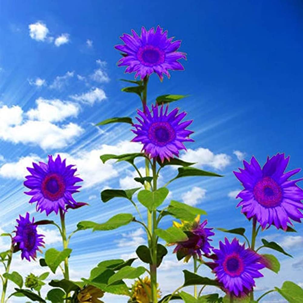 Violett Mini Sonnenblume Samen ideal zur Aussaat Gärten