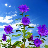 Violett Mini Sonnenblume Samen ideal zur Aussaat Gärten