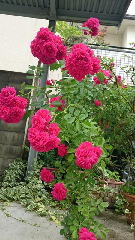 dunkel Rosa Rose Blumensamen kompakt Wuchs Traditionssorte & ohne Gentechnik Samen Hausgarten