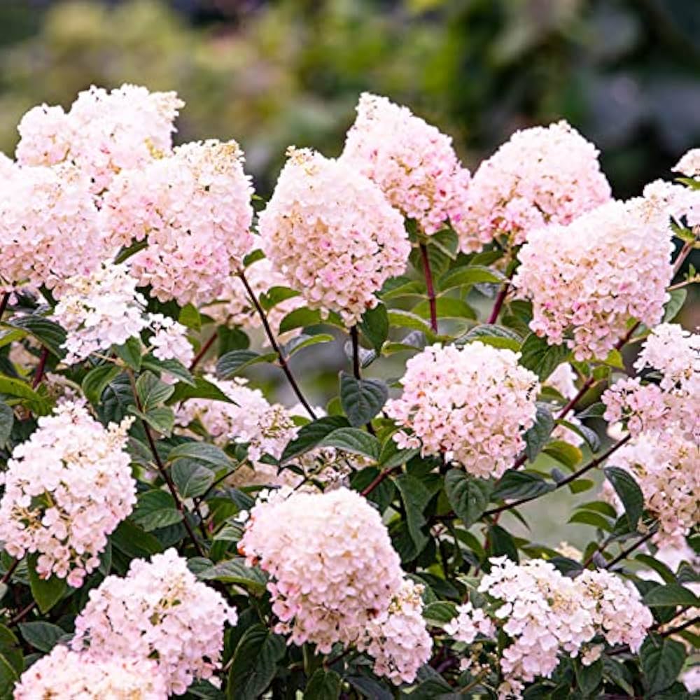 Vanilla Strawberry Hortensie Hortensie macrophylla Blumensamen zur Aussaat Garten