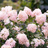 Vanilla Strawberry Hortensie Hortensie macrophylla Blumensamen zur Aussaat Garten