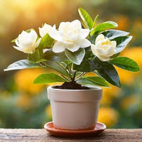 Jasmine Jasminum spp Blumensamen zur Aussaat Garten und für Innenräume Garten