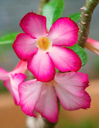 Wüstenrose Obsum Soft Rosa Blumensamen – elegant – robust Shrub Garten Schönheit