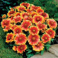 Kokardenblume Samen – Native American Wildflowers Bees & Butterflies