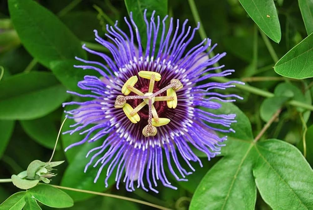 Passion Blume Bonsai (Incarnate Passiflora)