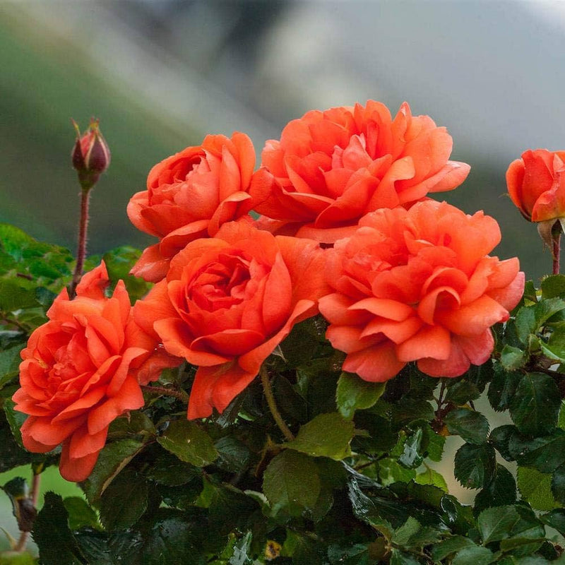 dunkel Rot Orange Rose Blumensamen zur Aussaat Traditionssorte ohne Gentechnik Samen Anzucht Blüten Bestäuber freundlich