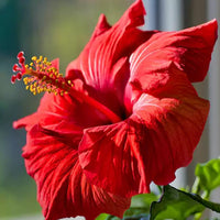 Marron Hibiskus Blumensamen zur Aussaat lang Blüte Saison Traditionssorte & ohne Gentechnik Samen Hausgarten