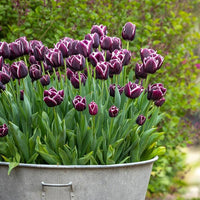 Jackpot Tulpe Bulbs Blumensamen zur Aussaat Landhaus Garten wichtig Traditionssorte & ohne Gentechnik Samen Hausgarten
