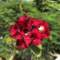 Schwarz Rot Wüstenrose Obesum Blumensamen zur Aussaat – farbenfroh Schau – Traditionssorte & ohne Gentechnik Samen Hausgarten